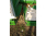 Жатка для подсолнечника John Deere OptiSun SH1208